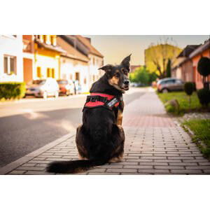 Vsepropejska Security červený postroj pro psa | 51 – 115 cm Barva: Červená, Obvod hrudníku: 56 - 73 cm