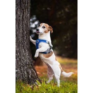 Vsepropejska Rigby prodyšné kšíry pro psa | 36 – 68 cm Barva: Tmavě modrá, Obvod hrudníku: 36 - 42 cm