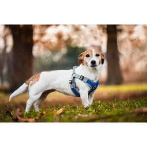 Vsepropejska Rigby prodyšné kšíry pro psa | 36 – 68 cm Barva: Tmavě modrá, Obvod hrudníku: 44 - 55 cm