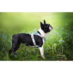 Vsepropejska Ricota sportovní kšíry pro psa | 36 – 73 cm Barva: Modrá, Obvod hrudníku: 36 - 45 cm