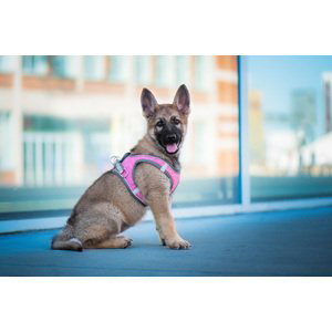 Vsepropejska Neve postroj pro psa s vodítkem | 23 – 49 cm Barva: Šedo-růžová, Obvod hrudníku: 39 - 43 cm