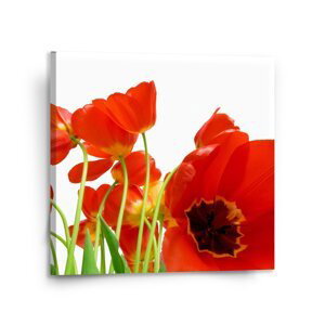 Obraz Tulipány - 110x110 cm