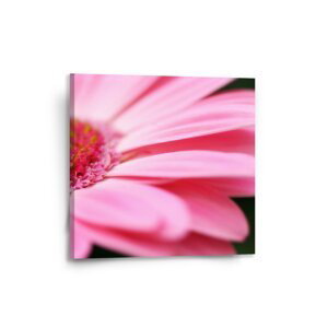 Obraz Růžová gerbera - 50x50 cm