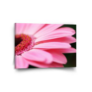 Obraz Růžová gerbera - 120x80 cm