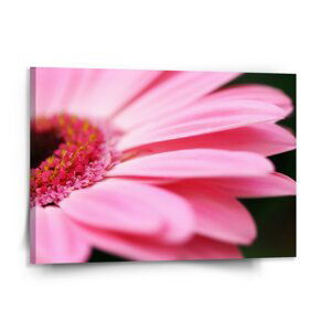 Obraz Růžová gerbera - 150x110 cm