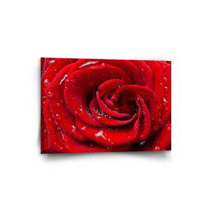 Obraz Růže - 90x60 cm