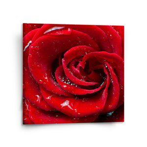 Obraz Růže - 110x110 cm