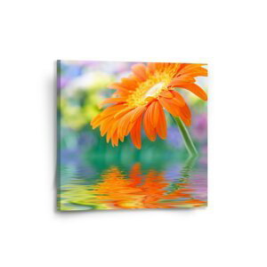 Obraz Oranžová gerbera - 50x50 cm