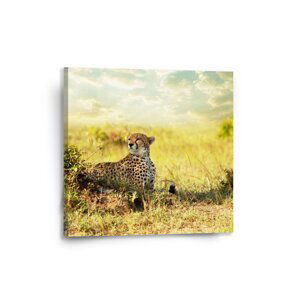 Obraz Gepard - 50x50 cm