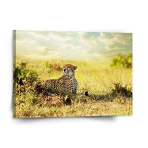 Obraz Gepard - 150x110 cm