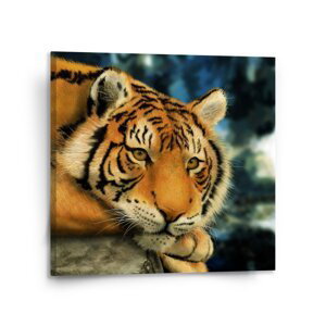 Obraz Tygr - 110x110 cm