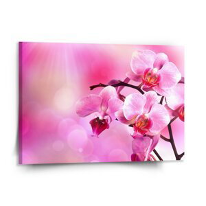 Obraz Květy orchideje - 150x110 cm