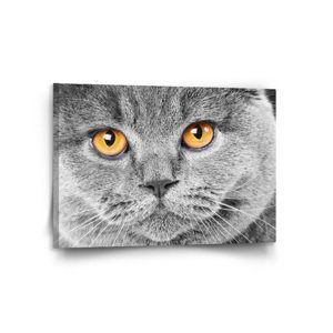 Obraz Kočičí pohled - 120x80 cm