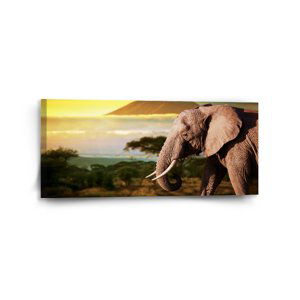 Obraz Slon z profilu - 110x50 cm
