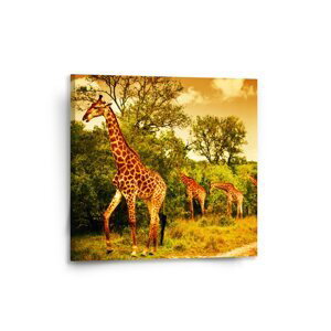 Obraz Žirafy - 50x50 cm