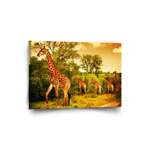 Obraz Žirafy - 90x60 cm