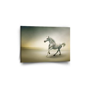 Obraz Bílý kůň 2 - 60x40 cm