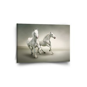Obraz Dva bílí koně - 90x60 cm