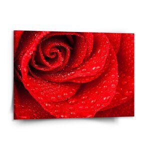 Obraz Květ růže - 150x110 cm