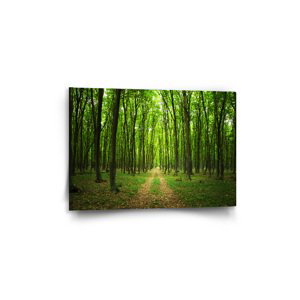 Obraz Cesta v lese - 60x40 cm