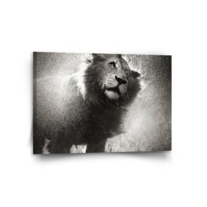 Obraz Mokrý lev - 120x80 cm