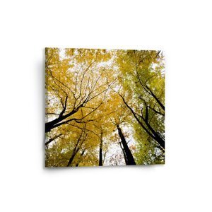 Obraz Koruny stromů - 50x50 cm