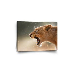 Obraz Rozzuřená lvice - 60x40 cm