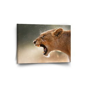 Obraz Rozzuřená lvice - 90x60 cm