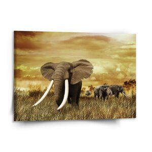 Obraz Slon Africký - 150x110 cm