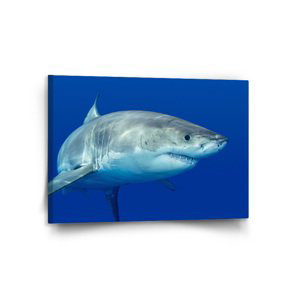 Obraz Žralok - 120x80 cm