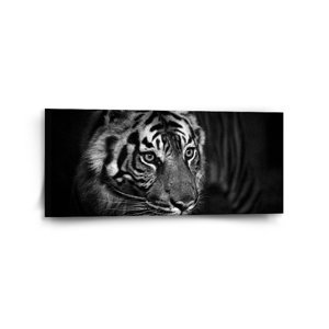 Obraz Černobílý tygr - 110x50 cm