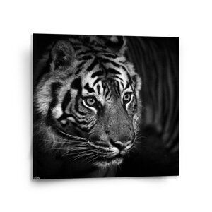 Obraz Černobílý tygr - 110x110 cm