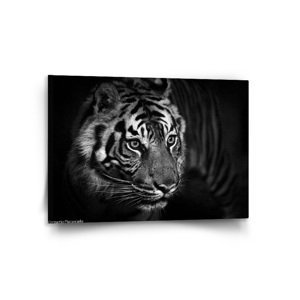 Obraz Černobílý tygr - 120x80 cm