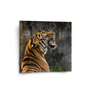 Obraz Řvoucí tygr - 50x50 cm