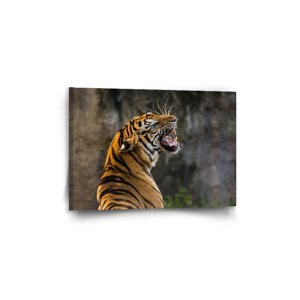 Obraz Řvoucí tygr - 60x40 cm