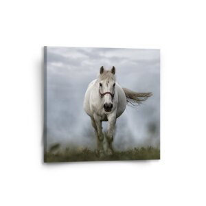Obraz Bílý kůň 3 - 50x50 cm