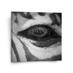 Obraz Oko zebry - 110x110 cm