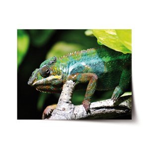 Plakát Chameleon - 90x60 cm