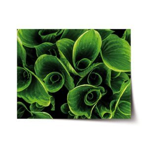 Plakát Zelené listy - 120x80 cm