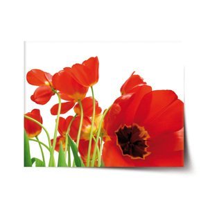 Plakát Tulipány - 60x40 cm