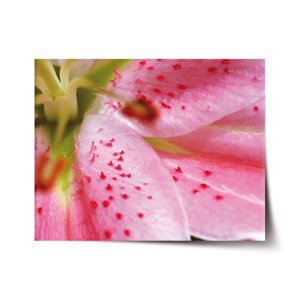 Plakát Květ tulipánu - 60x40 cm