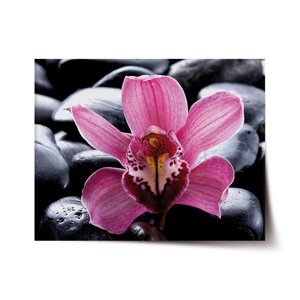 Plakát Růžová orchidea - 60x40 cm
