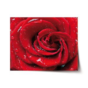 Plakát Růže - 90x60 cm