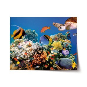 Plakát Korálový útes - 60x40 cm