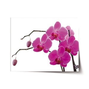 Plakát Fialové orchideje - 90x60 cm