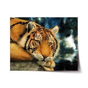 Plakát Tygr - 90x60 cm