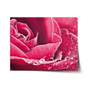 Plakát Detail růže - 120x80 cm
