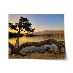 Plakát Strom u jezera - 90x60 cm
