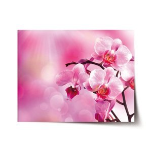 Plakát Květy orchideje - 90x60 cm