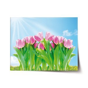 Plakát Růžové tulipány - 90x60 cm